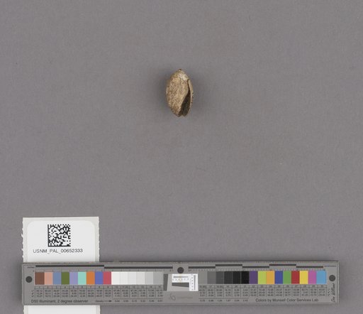 Gastropoda