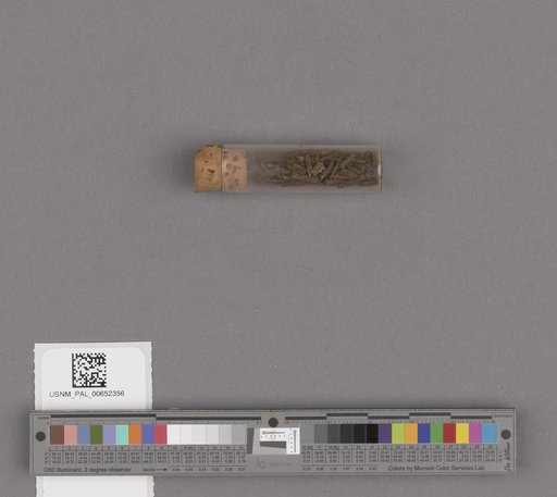 Scaphopoda