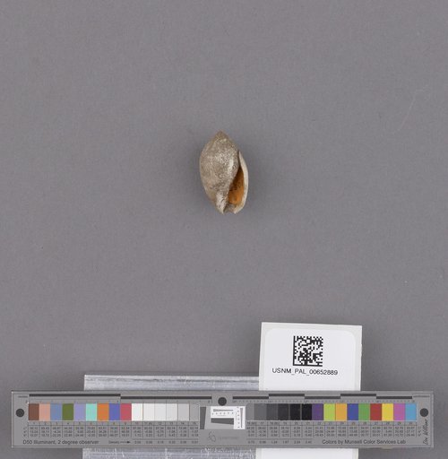 Gastropoda