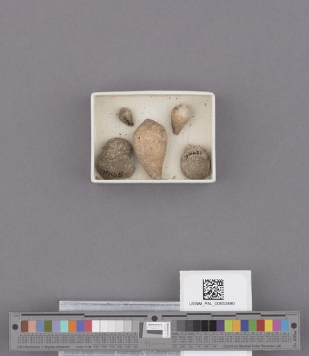 Gastropoda