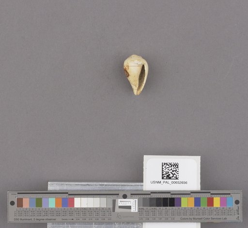Conus californicus Reeve, 1844