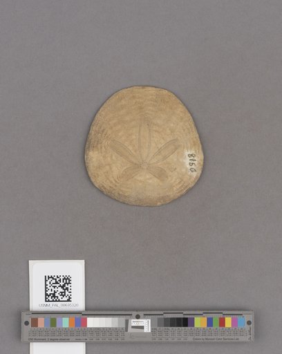 NSF ADBC EPICC TCN