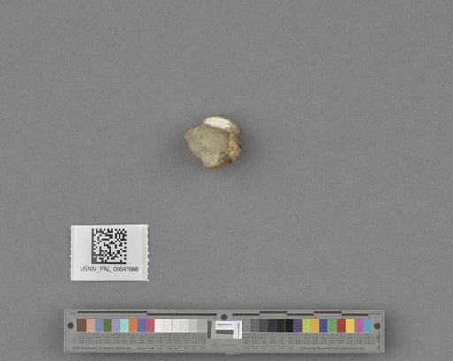 Gastropoda