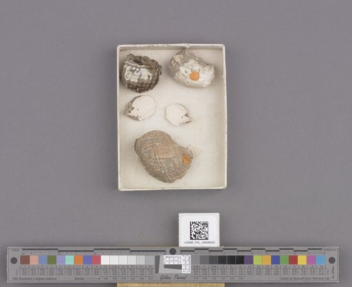 Gastropoda