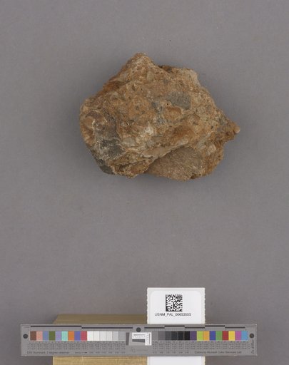 Bivalvia