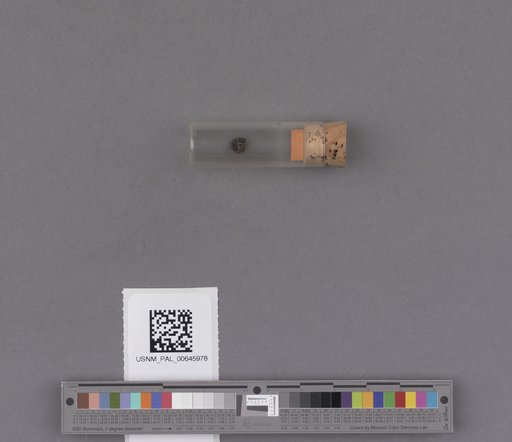 NSF ADBC EPICC TCN