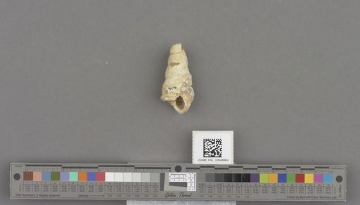 Gastropoda