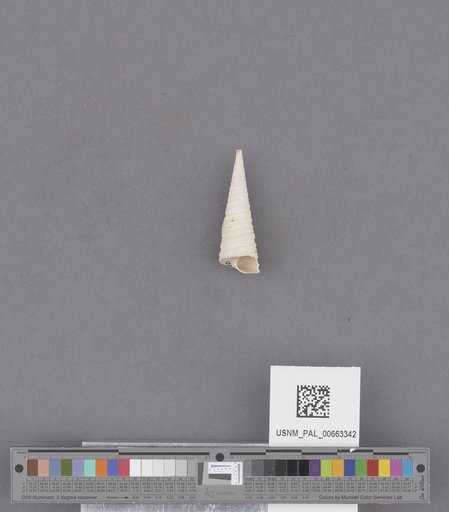 Gastropoda