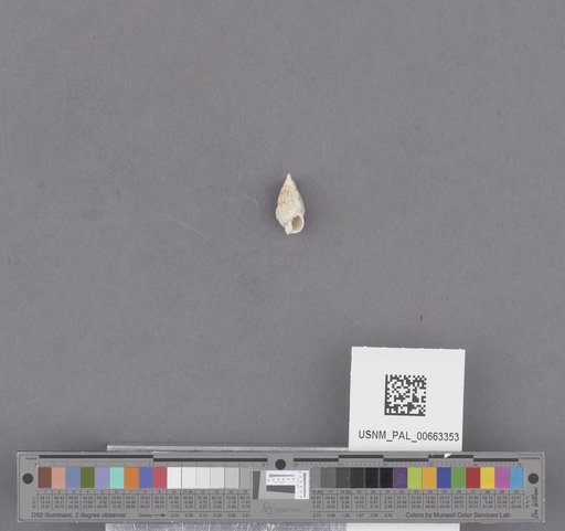 Gastropoda