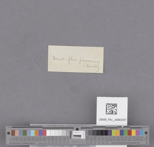 Gastropoda