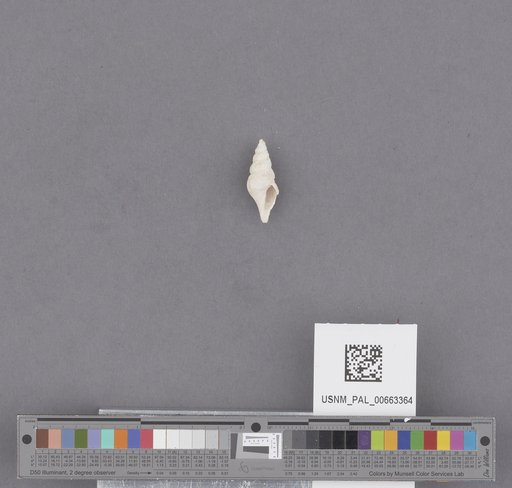 Gastropoda