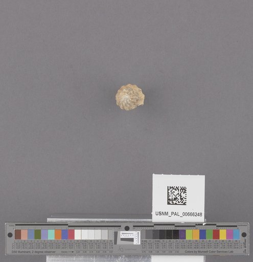 Gastropoda