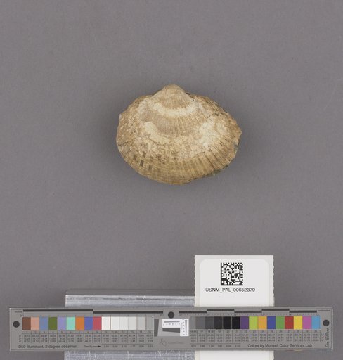 Anadara (Anadara) trilineata (Conrad)