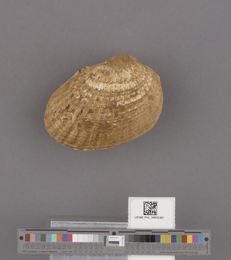 Anadara (Anadara) trilineata (Conrad)