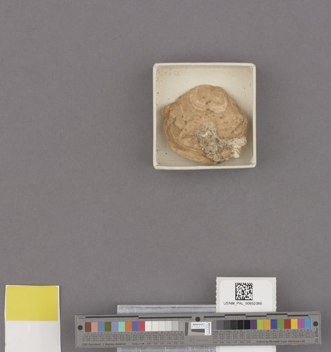 Ostrea lurida Carpenter