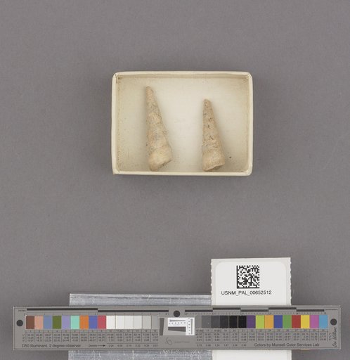 Turritella cooperi Carpenter