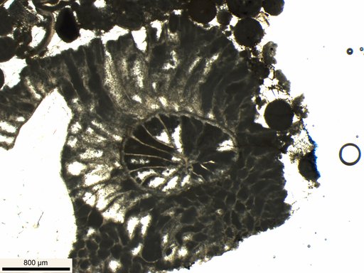 Streptelasma sp a