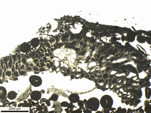 Streptelasma sp a