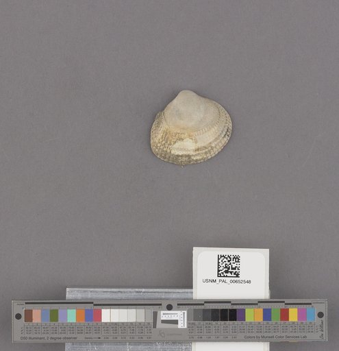 Protothaca staminea (Conrad)