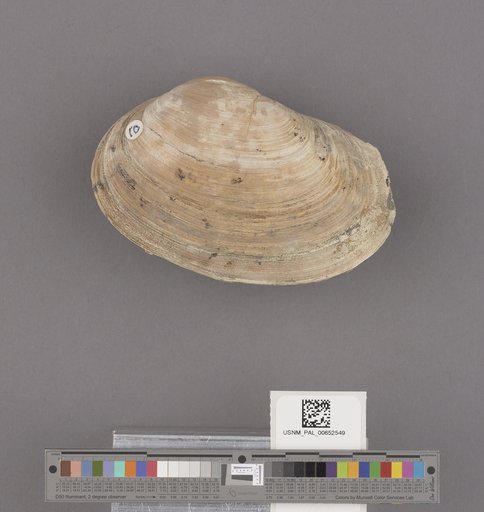 Schizothaerus nuttalli Conrad