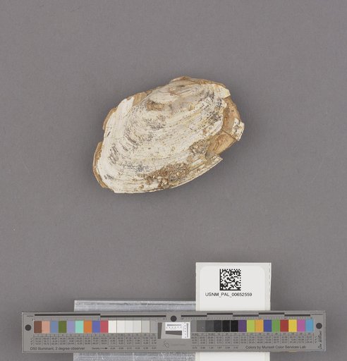 Anodonta kettlemanensis Arnold