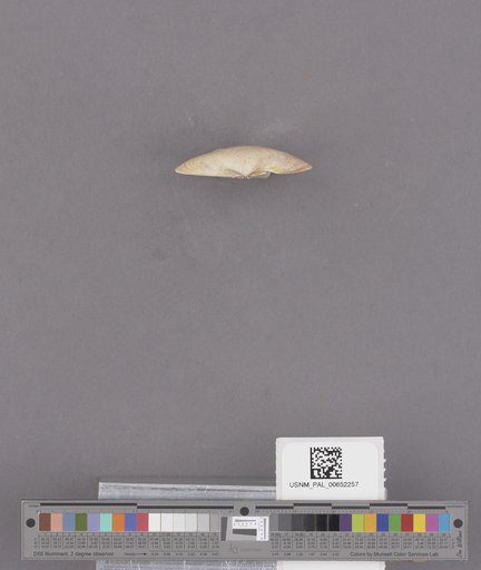 NSF ADBC EPICC TCN