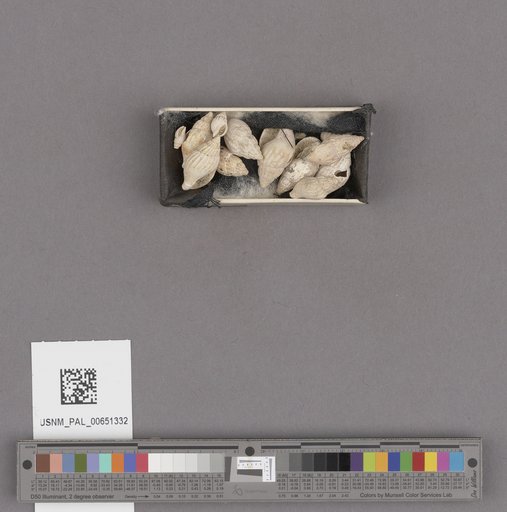 Amphissa reticulata Dall