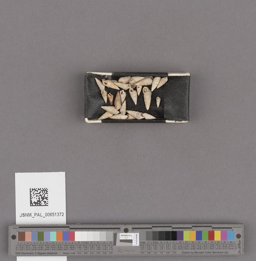 NSF ADBC EPICC TCN