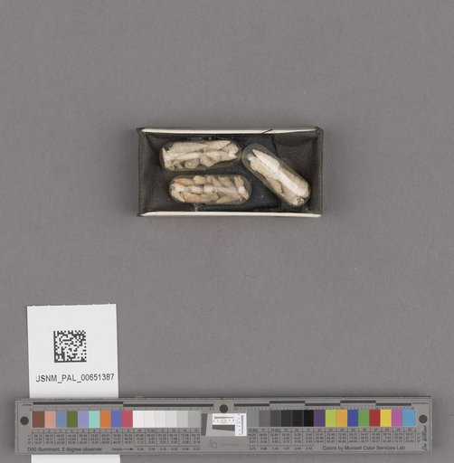 Bittium alternatum Say