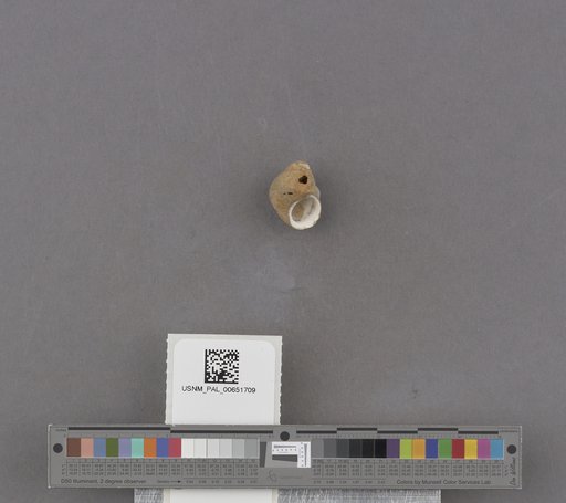 Littorina mariana Arnold