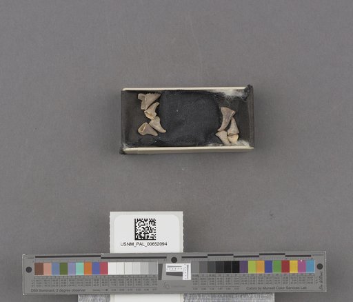 NSF ADBC EPICC TCN