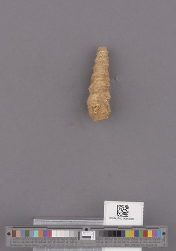 Turritella ocoyana Conrad
