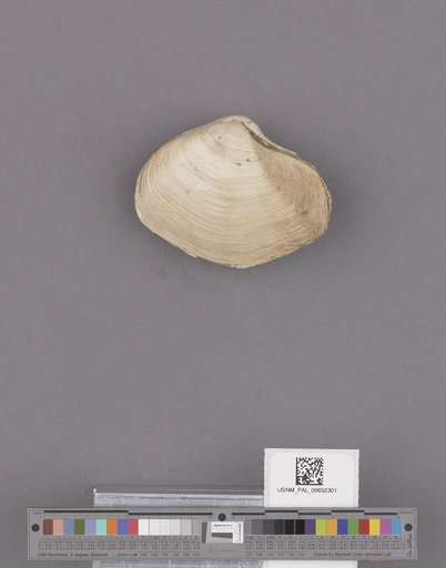 Thracia trapezoides Conrad