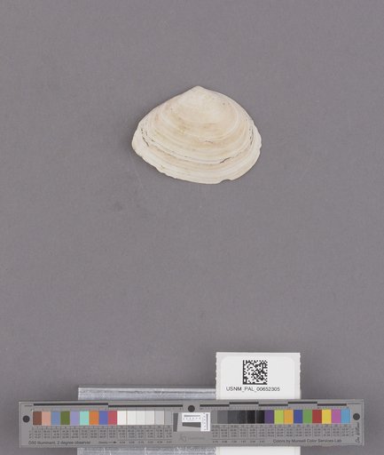 Macoma nasuta Conrad