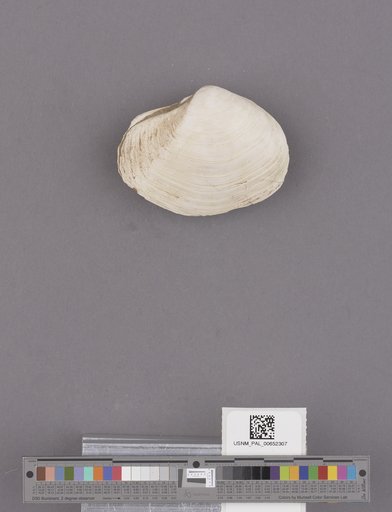 Thracia trapezoides Conrad
