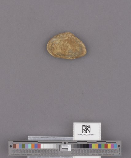 Macoma nasuta Conrad