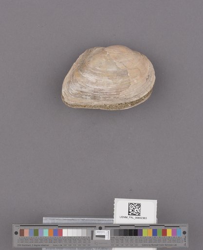 Anodonta kettlemanensis Arnold