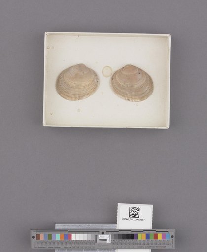 Protothaca staminea (Conrad)