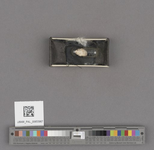 NSF ADBC EPICC TCN