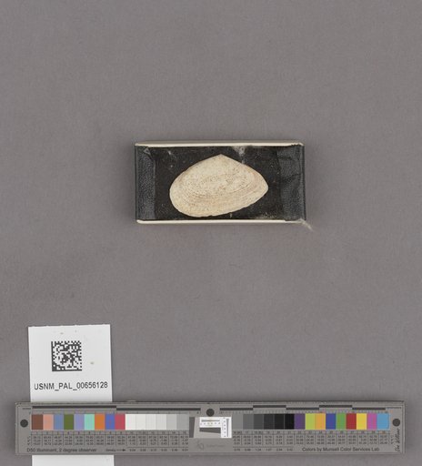 NSF ADBC EPICC TCN