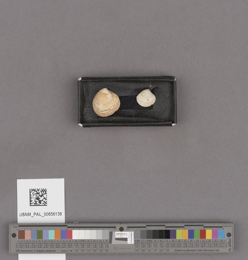 NSF ADBC EPICC TCN