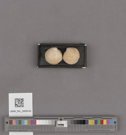 NSF ADBC EPICC TCN