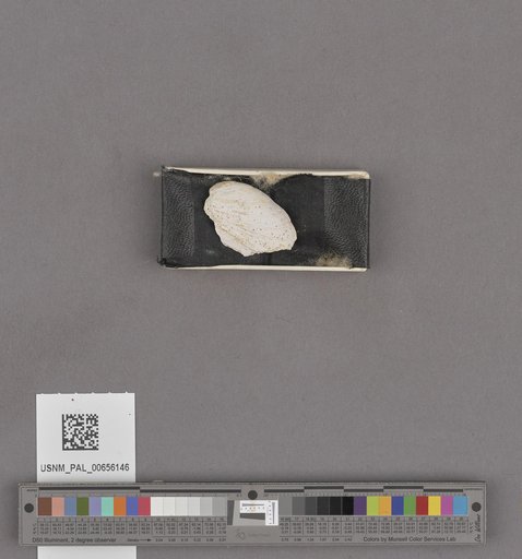 NSF ADBC EPICC TCN