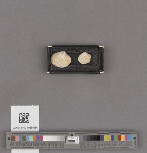 NSF ADBC EPICC TCN