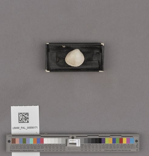 NSF ADBC EPICC TCN