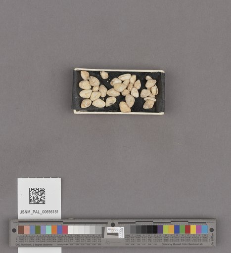 NSF ADBC EPICC TCN