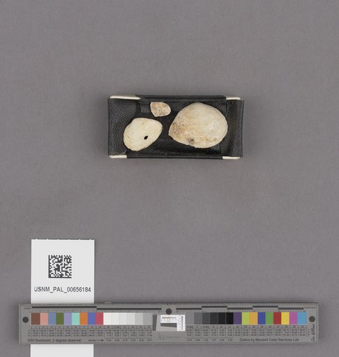 NSF ADBC EPICC TCN