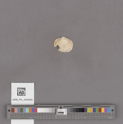 NSF ADBC EPICC TCN