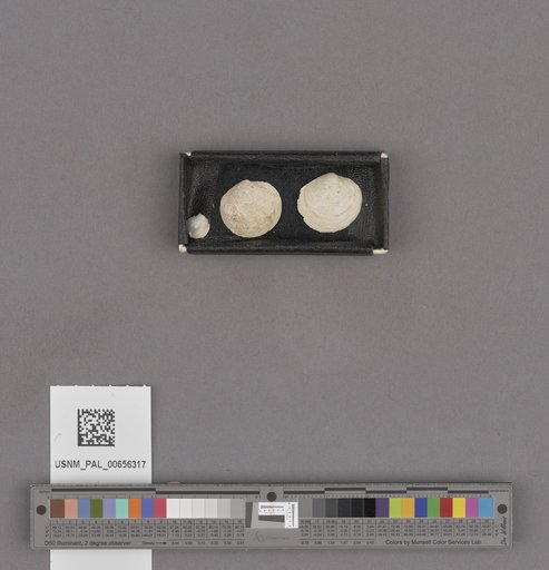 NSF ADBC EPICC TCN