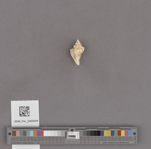 NSF ADBC EPICC TCN